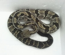 Timber rattler -odd color?