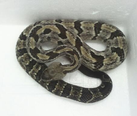Timber rattler -odd color?
