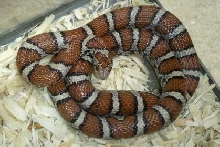Female eastern milk adult