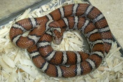 Female eastern milk adult