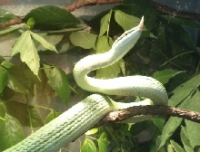 Male rhino rat