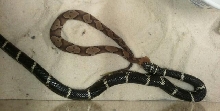 Eastern kingsnake eating copperhead