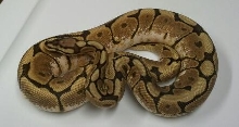 Female spider