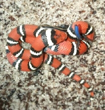 Male tyrrell co. coastal