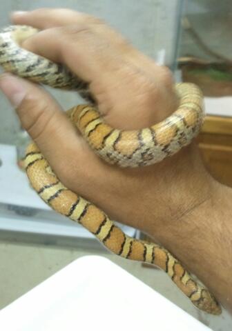 Yellow eastern milksnake