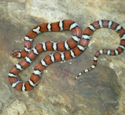 Male eastern milk