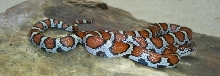 Eastern milksnake