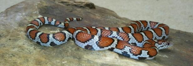 Eastern milksnake
