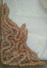 Hatchling albino yellow rats
