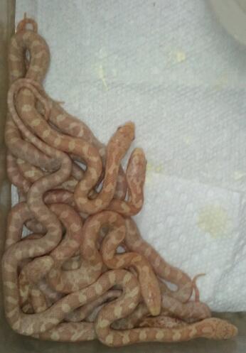 Hatchling albino yellow rats