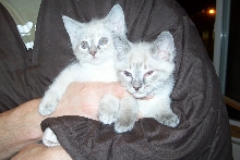 My Twins Dalila and Fiji
