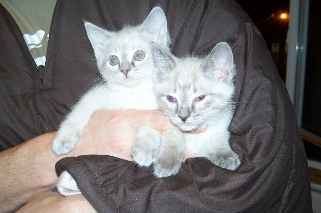 My Twins Dalila and Fiji