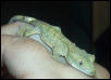 Baby Crested Gecko