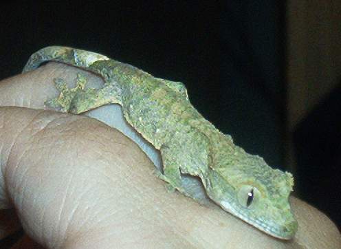 Baby Crested Gecko