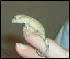 Baby Crested Gecko