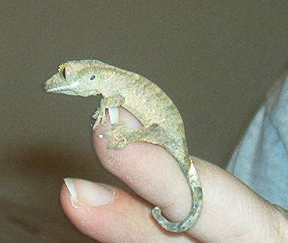 Baby Crested Gecko