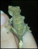 Baby Crested Gecko