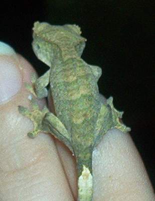 Baby Crested Gecko