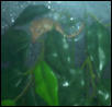 Juvenile Crested Gecko