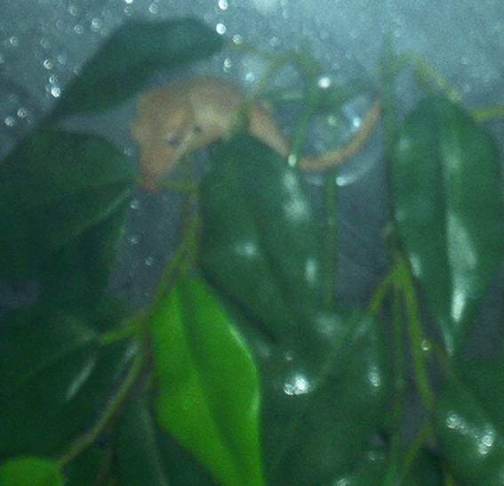 Juvenile Crested Gecko