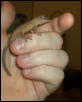 Juvenile Crested Gecko