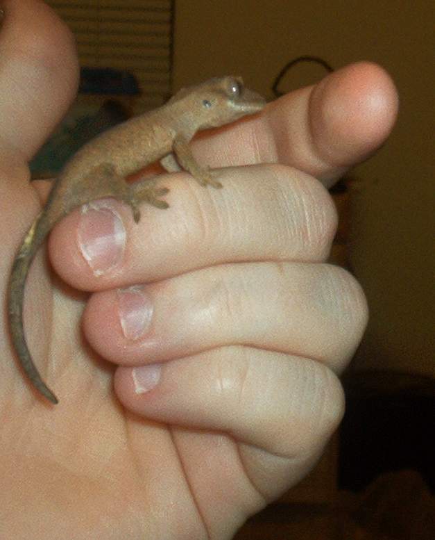 Juvenile Crested Gecko