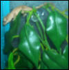 Juvenile Crested Gecko