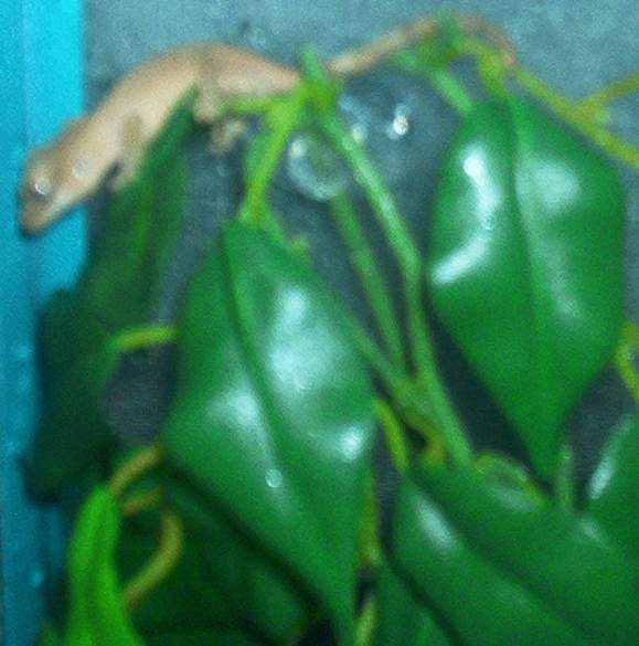Juvenile Crested Gecko