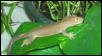 Crestie