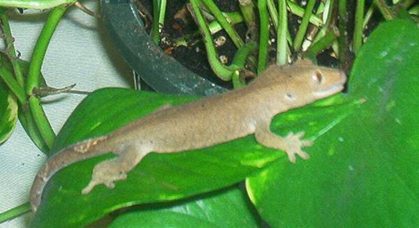 Crestie