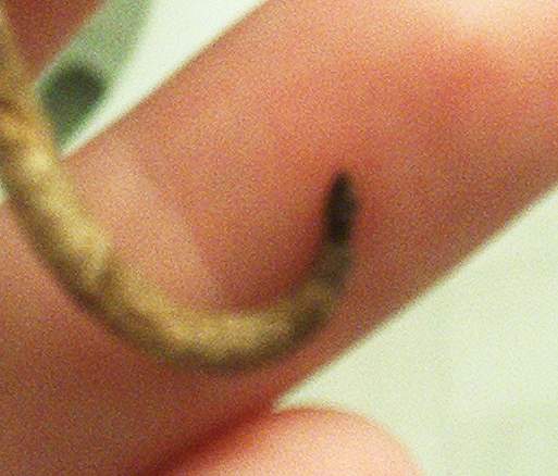 Injured tail