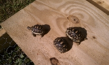 yearlings 2