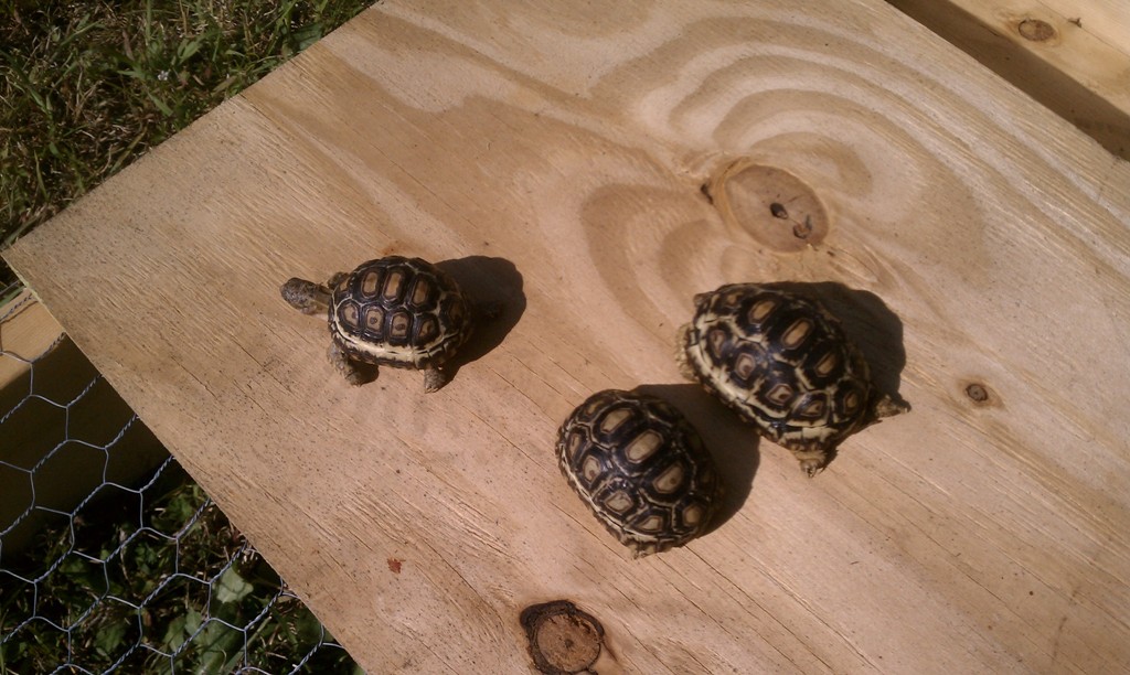 yearlings 2