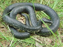 black king snake