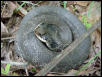 hognose