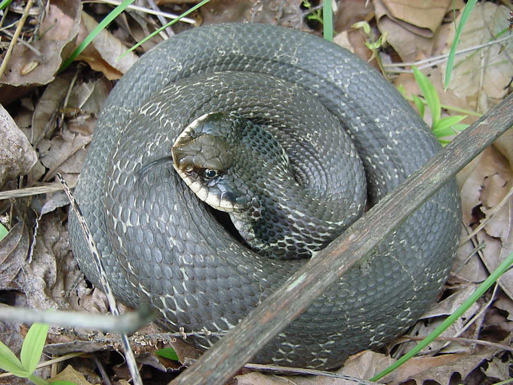 hognose