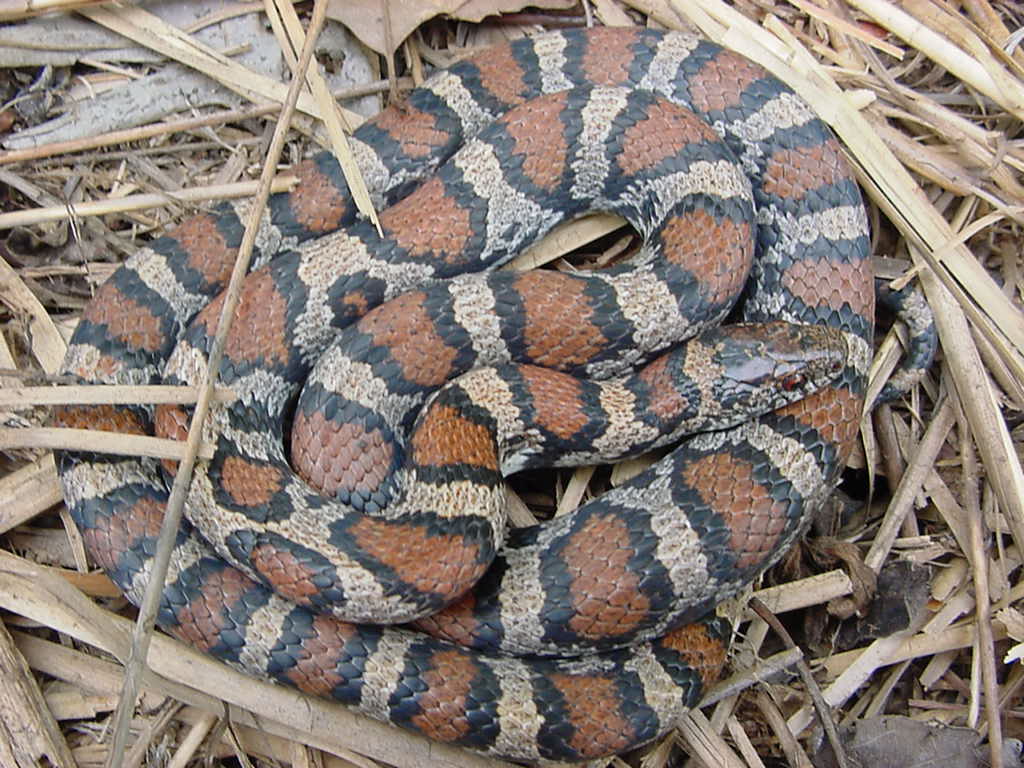 intergrade milk