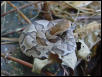 copperhead