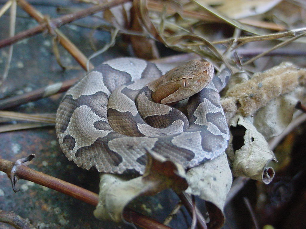 copperhead