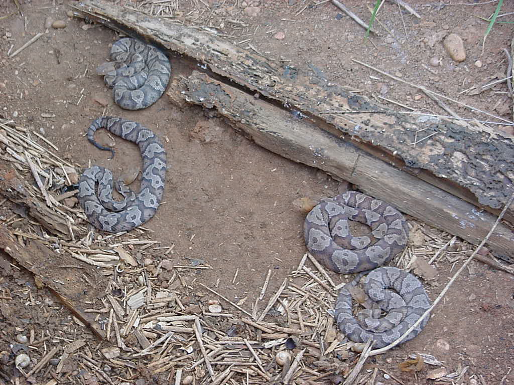 copperheads