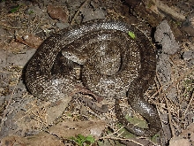 calligaster