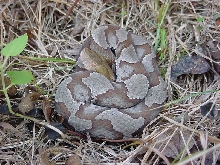 copperhead
