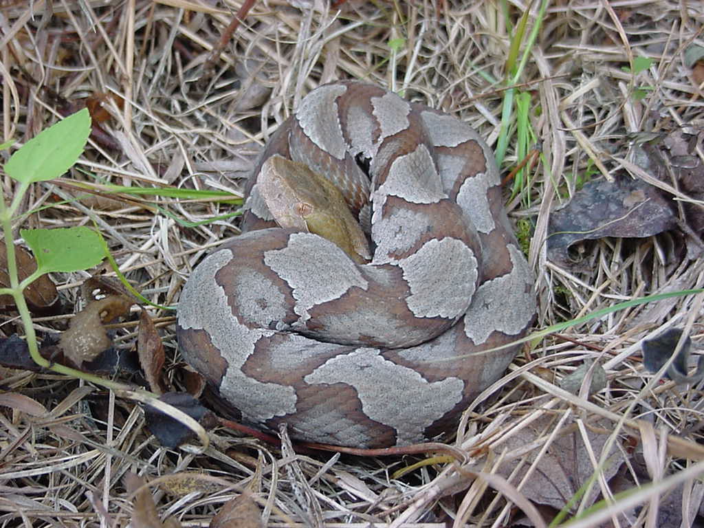 copperhead
