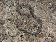 calligaster