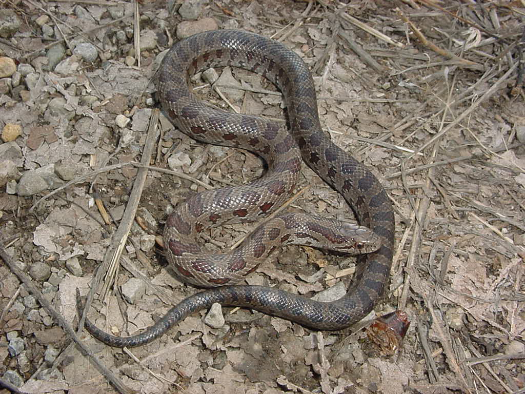 calligaster