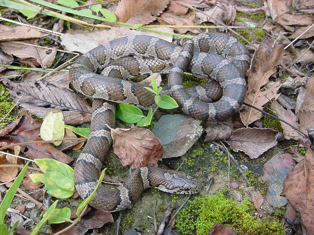 milk snake