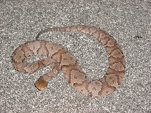 copperhead