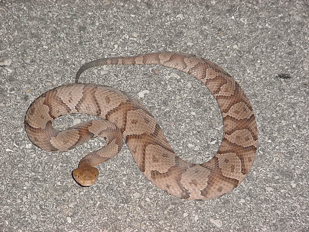 copperhead