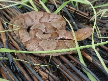 copper