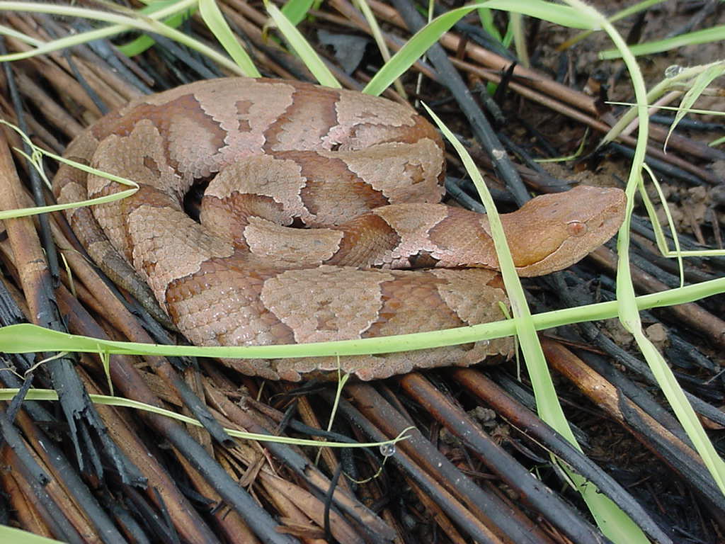 copper